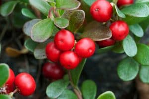 Bearberry
