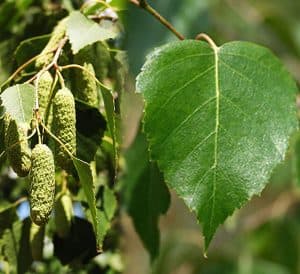 Silver birch