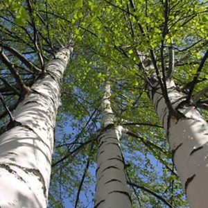 Silver birch