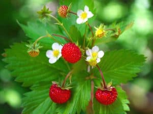 Wild strawberry