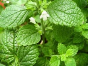 lemon balm