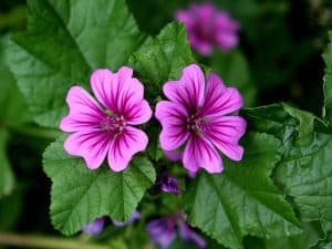 Горски слез Malva sylvestris L