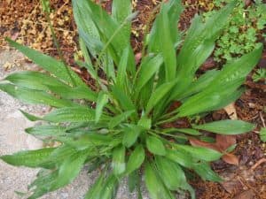 теснолист живовляк