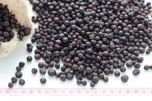 хвойна, Common Juniper