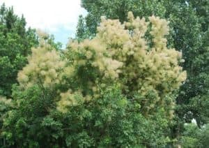 smoke tree