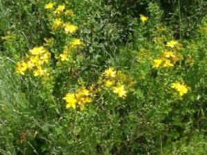 жълт кантарион, St John’s wort