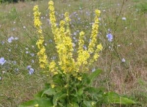 Mullein , лопен, 