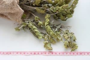 Sideritis Scardica
